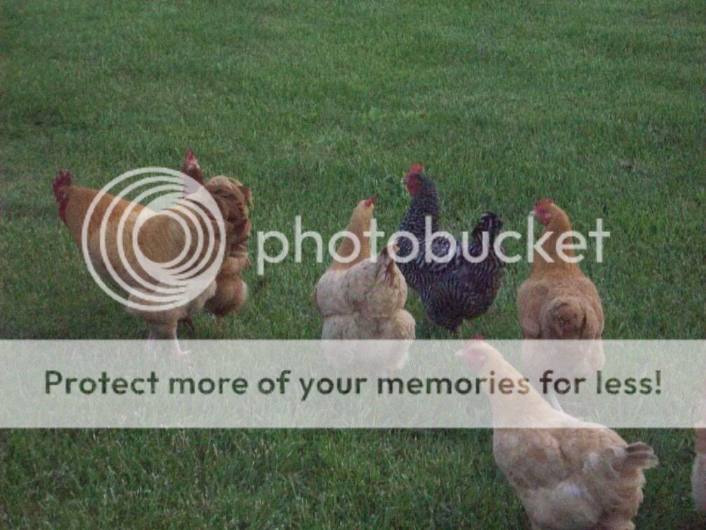 chickens064.jpg