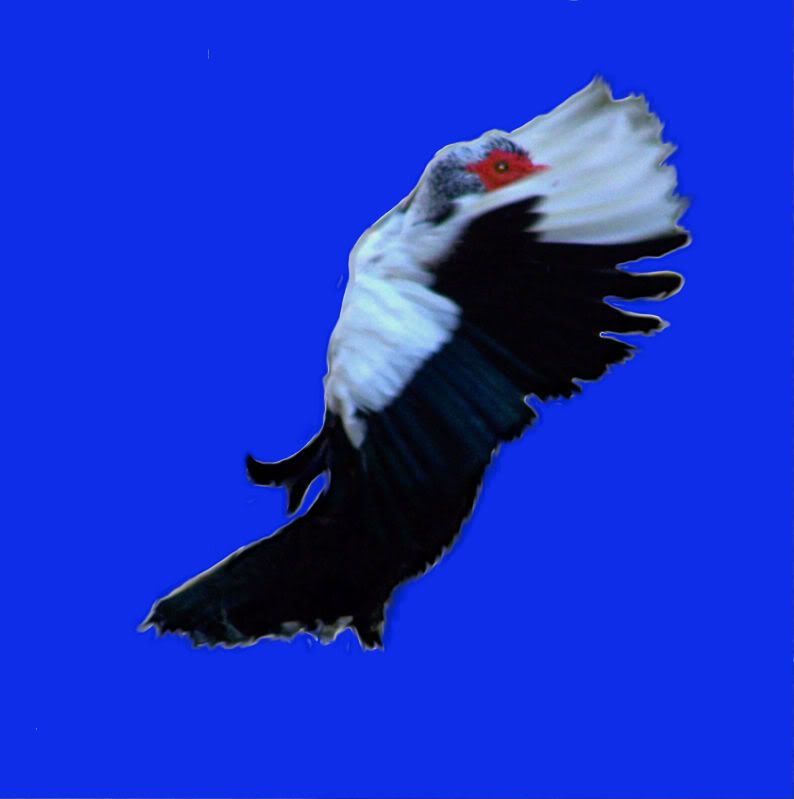 muscovy3abc.jpg