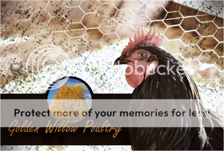 chickens638.jpg