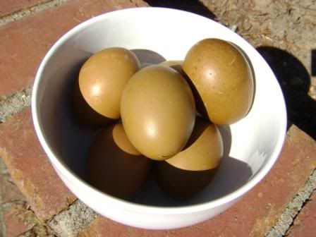 oliveeggs5.jpg