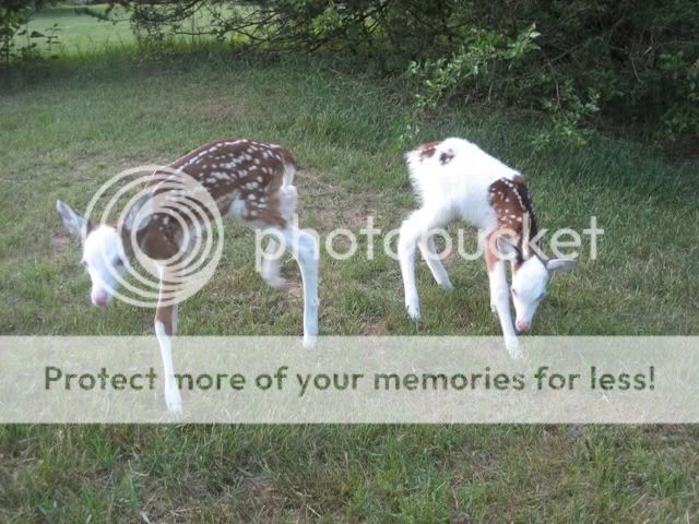 Piebaldfawns.jpg