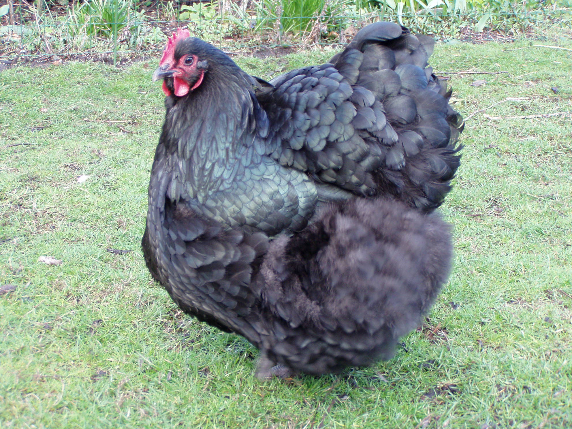 Orpington chicken - Wikipedia