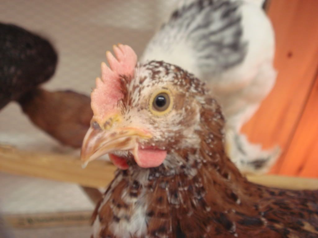 Chicks74and2wks9.jpg