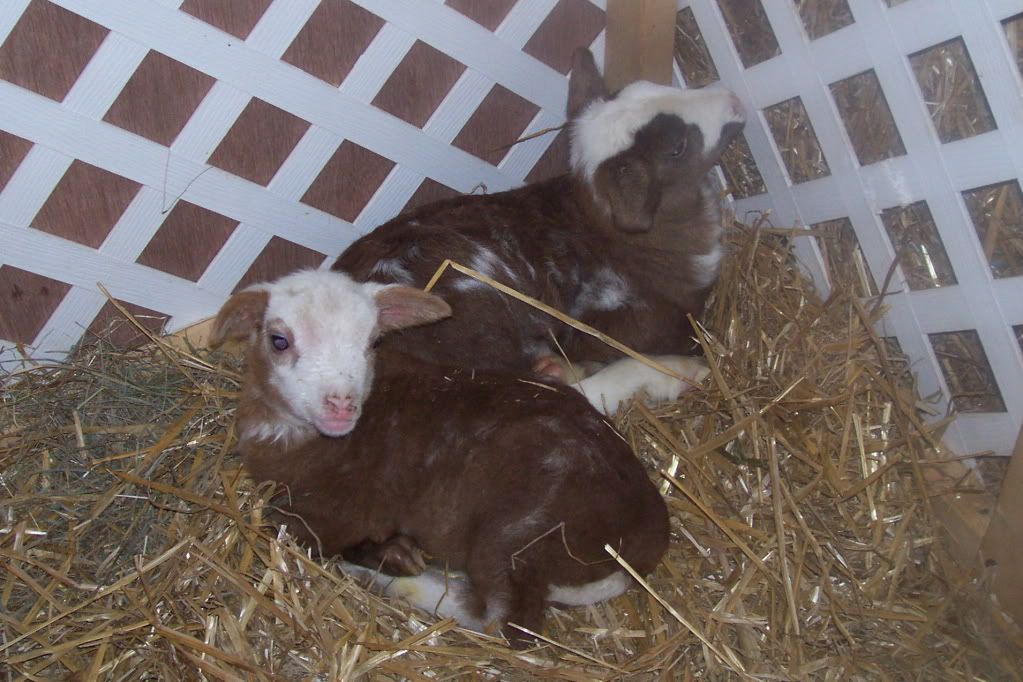 Day1Sheep.jpg