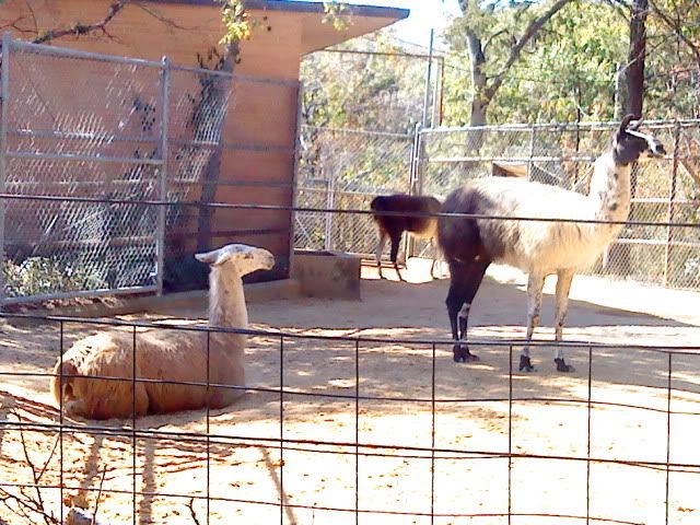 DSC08368.jpg