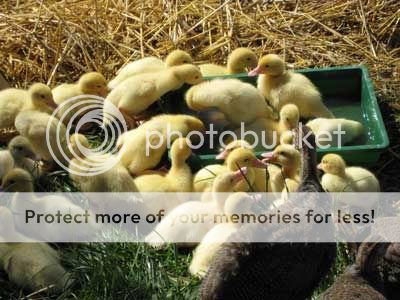 ducks.jpg