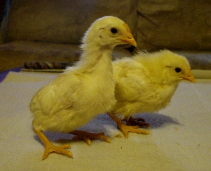 58435Leghorns_both.JPG