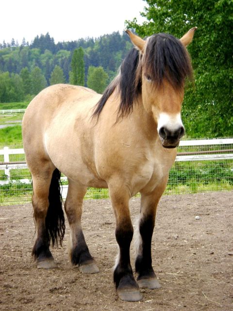 horse+big.jpg