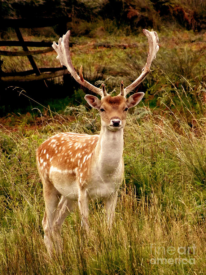 bradgate-fallow-deer-linsey-williams.jpg