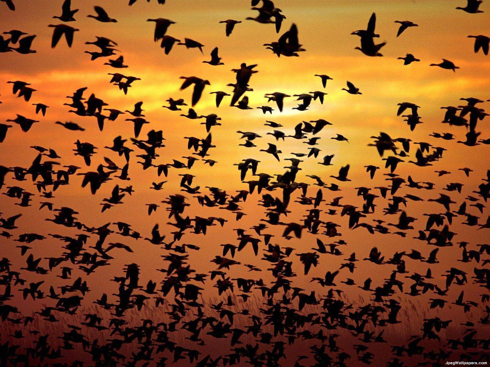 Birds-28140.jpeg