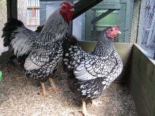 Silver_Laced_Bantam_Wyandotte.JPG