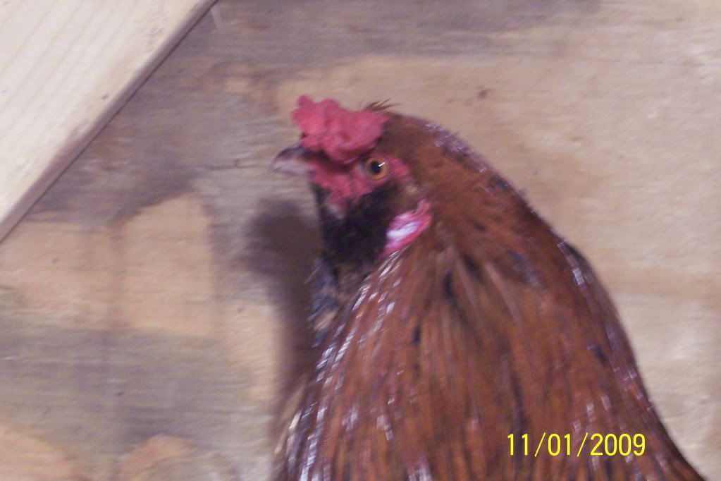 100_2246.jpg