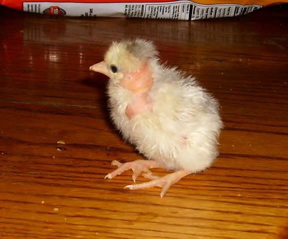 greeneggerNNchickfromDipsiesegg007.jpg