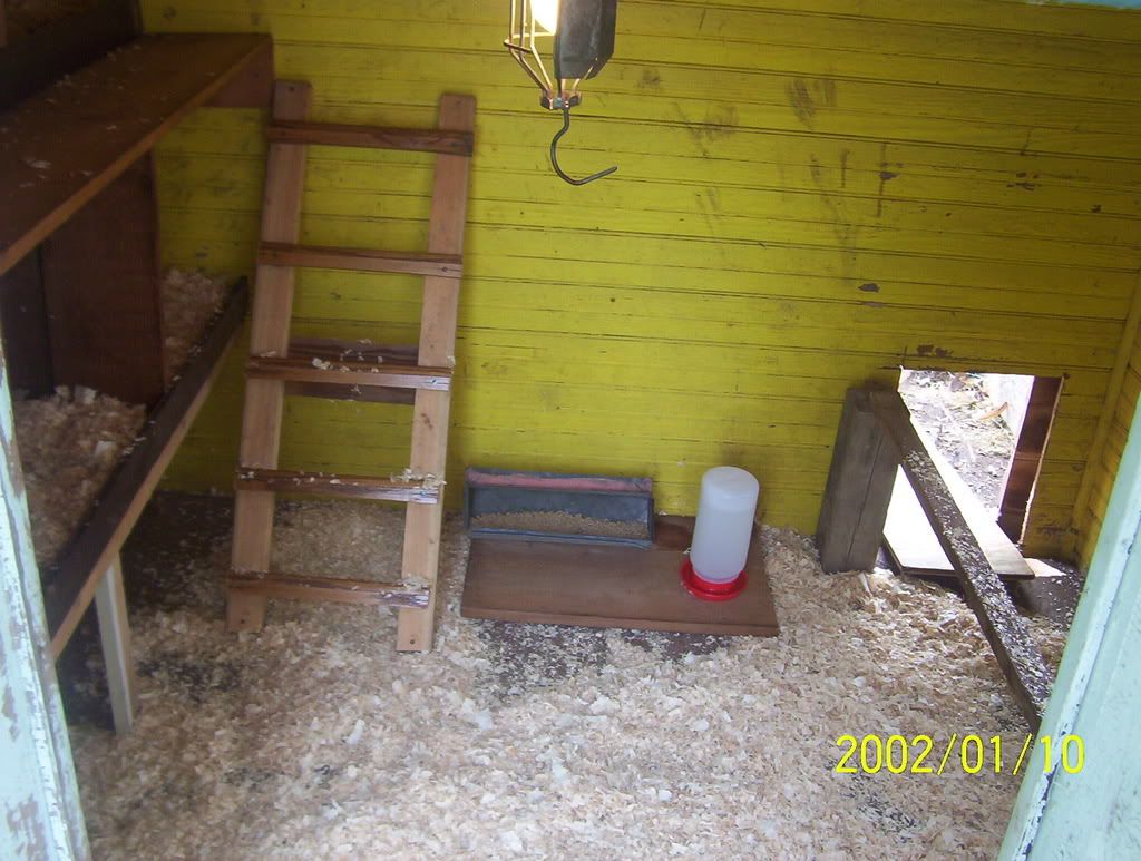 chickens2018.jpg