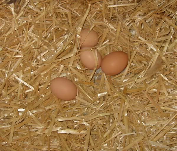 June1420094eggsincoop.jpg