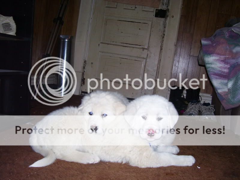 puppeehz003.jpg