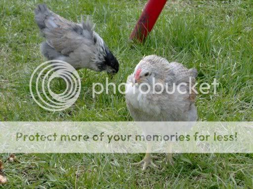 chicks6weeksold071.jpg