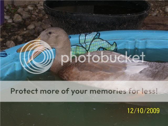 BlueDuskyDrake.jpg