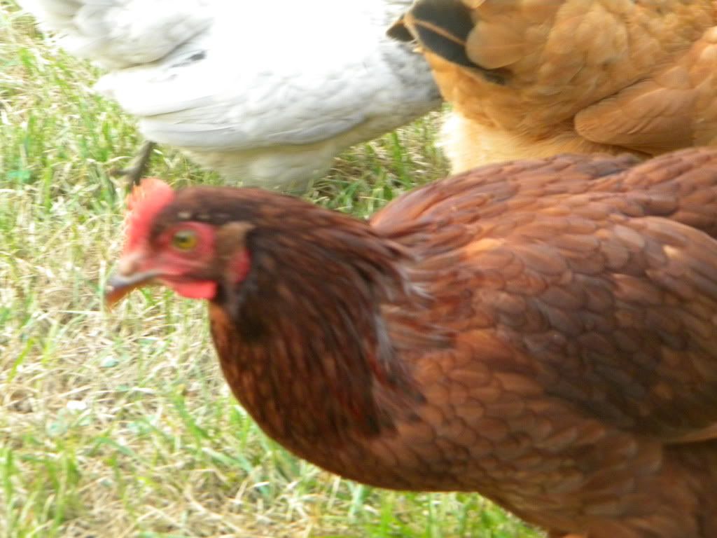DSCN7858.jpg