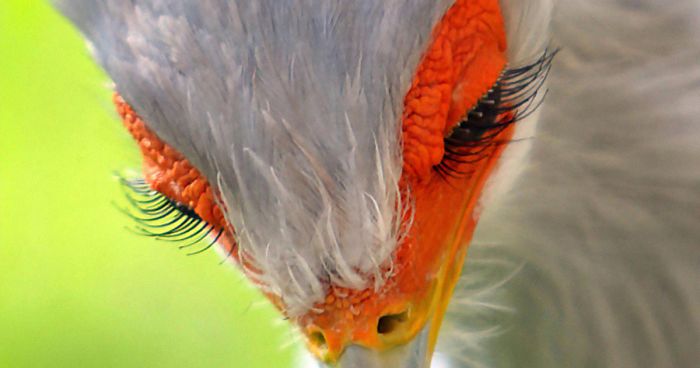 The Secretary Bird Is So Gorgeous, It Could Easily Become A Character In A  Pixar Movie | Bored Panda