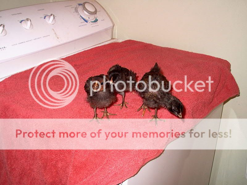 IM002486.jpg