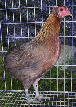 Reba-BBR_5.JPG