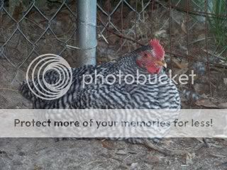 Picture1017.jpg