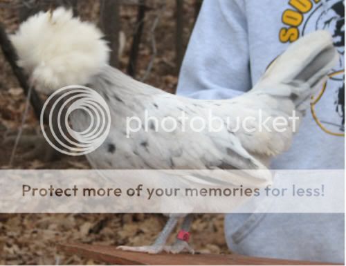 Splashhen.jpg