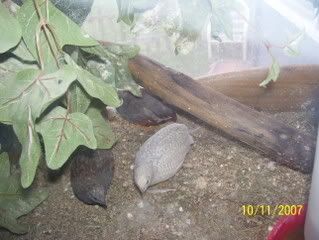 005-2.jpg