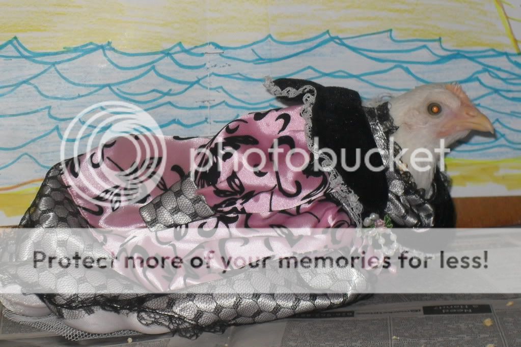SDC11333.jpg