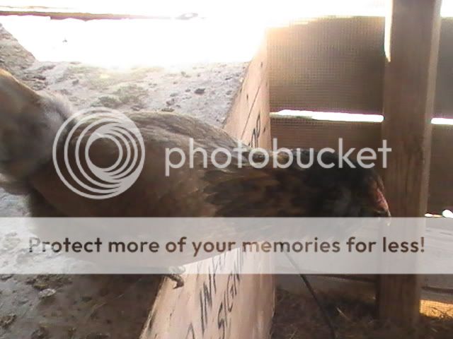PIC_0095.jpg