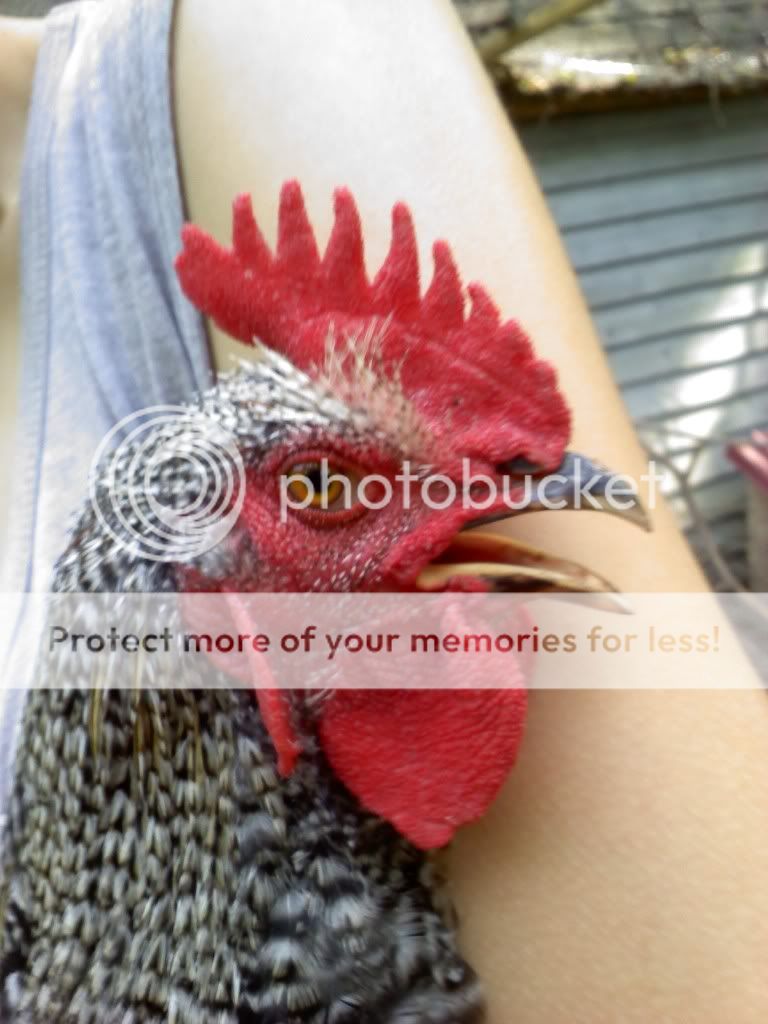 mixedroostercomb-1.jpg