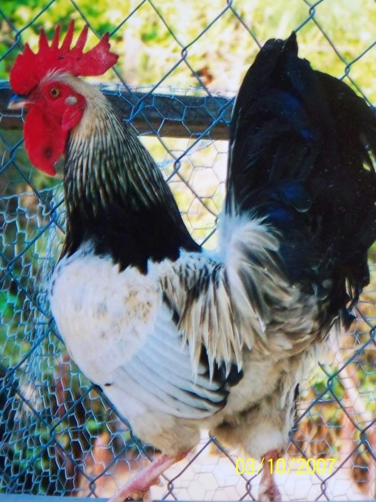 chickens080.jpg