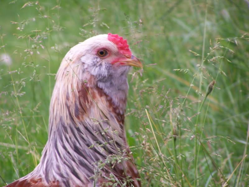 june12outwithchickens237.jpg