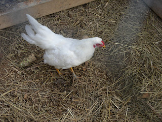 bantam+021.jpg