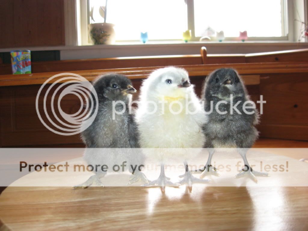 IMG_3230.jpg