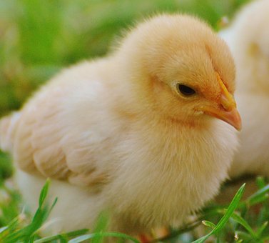 chicks-1572356__340.jpg
