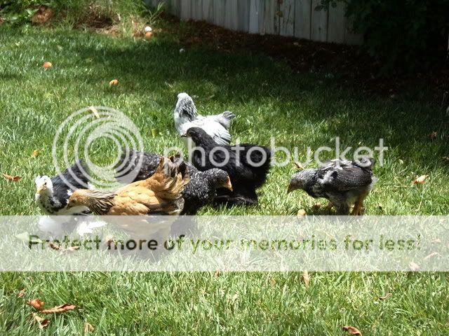IMGP0992.jpg