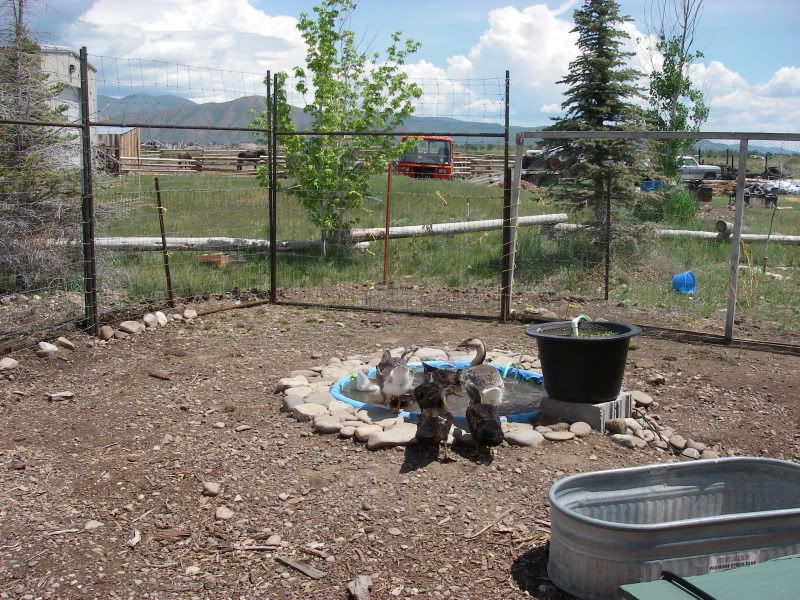 5-31-09001.jpg