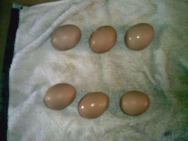 firsteggs_001.jpg