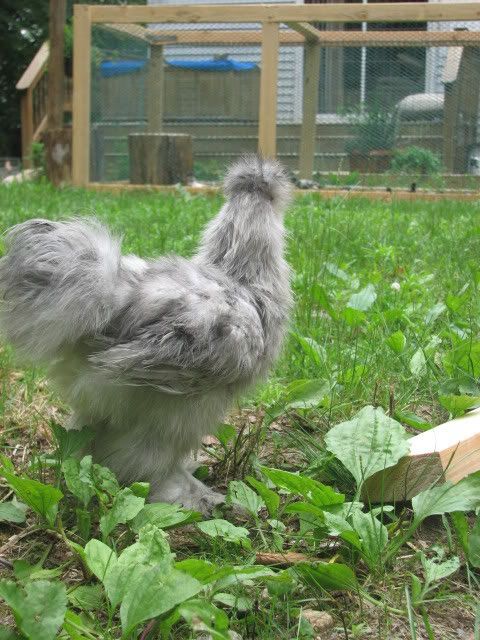 silkies129.jpg