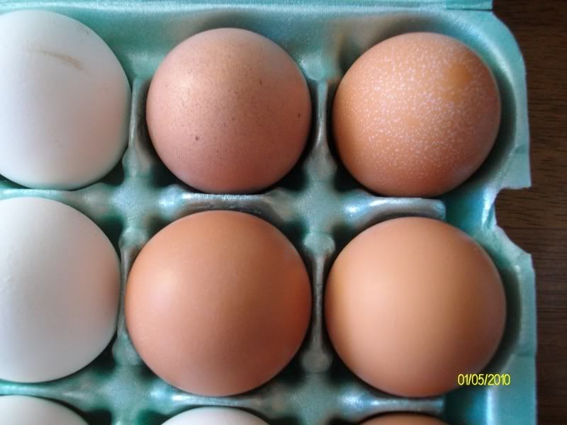 SexyEgg005.jpg