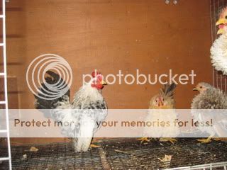 SpringSeramapics045.jpg