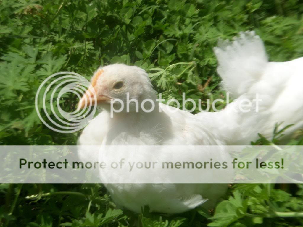 DSCN2789.jpg