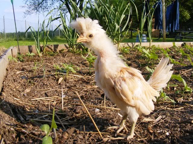 Chicksandothers019.jpg