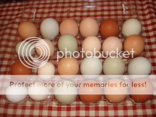 egg25.jpg