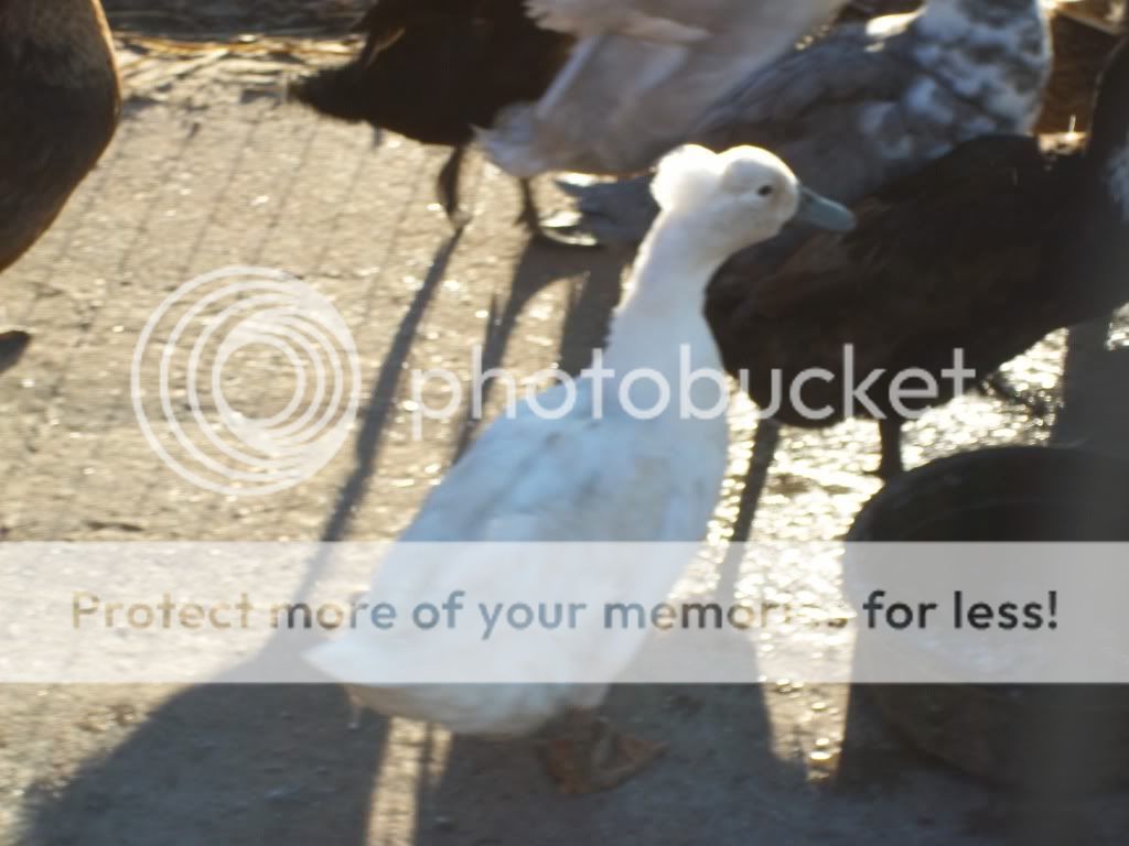 birdpictures066.jpg