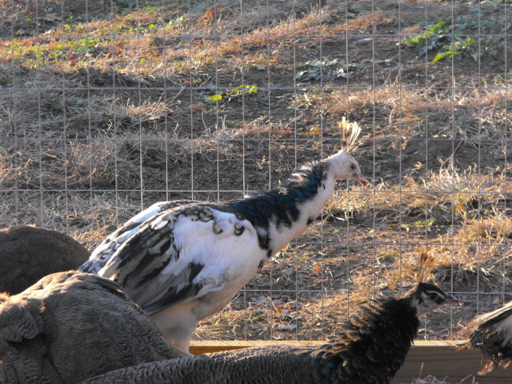 peacocks048.jpg
