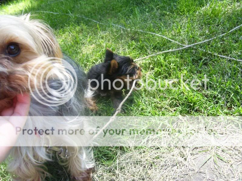 Puppy5-26-08026.jpg