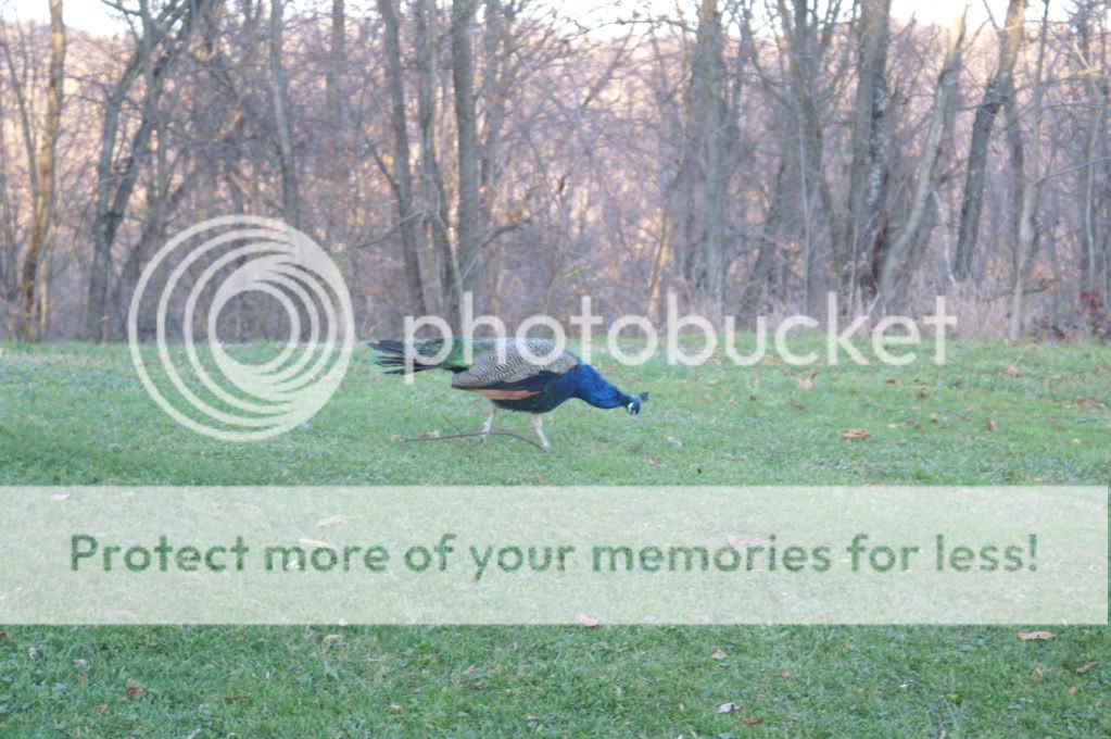 colespictures024.jpg